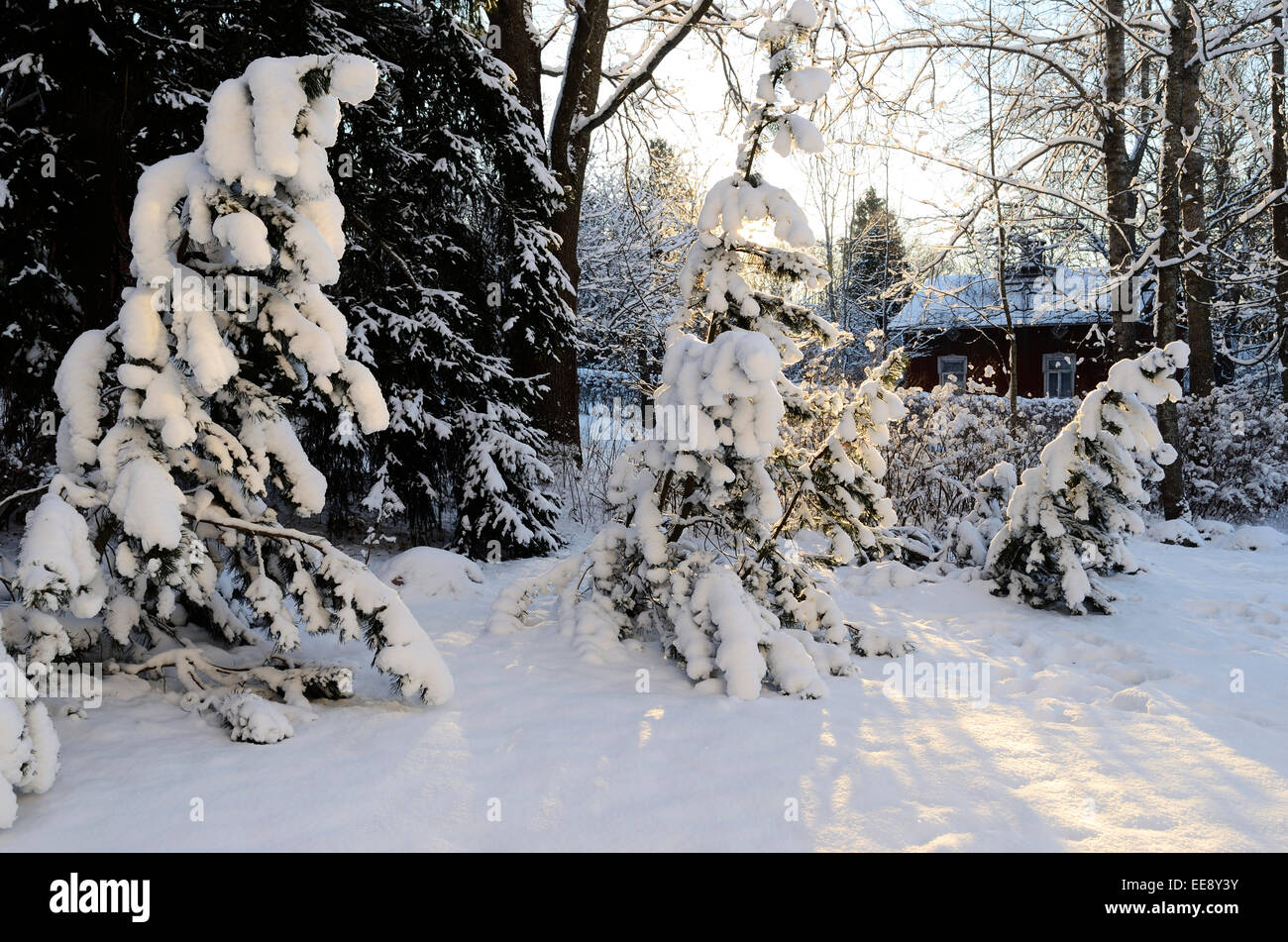 Paysage d'hiver rustiques, de pins couverts de neige Banque D'Images