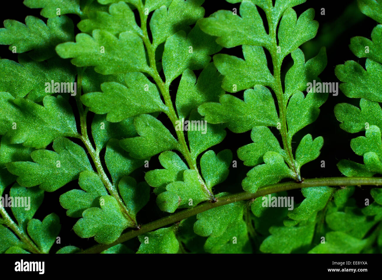 Close up detail d'une fougère de Boston (Nephrolepis exaltata). Banque D'Images