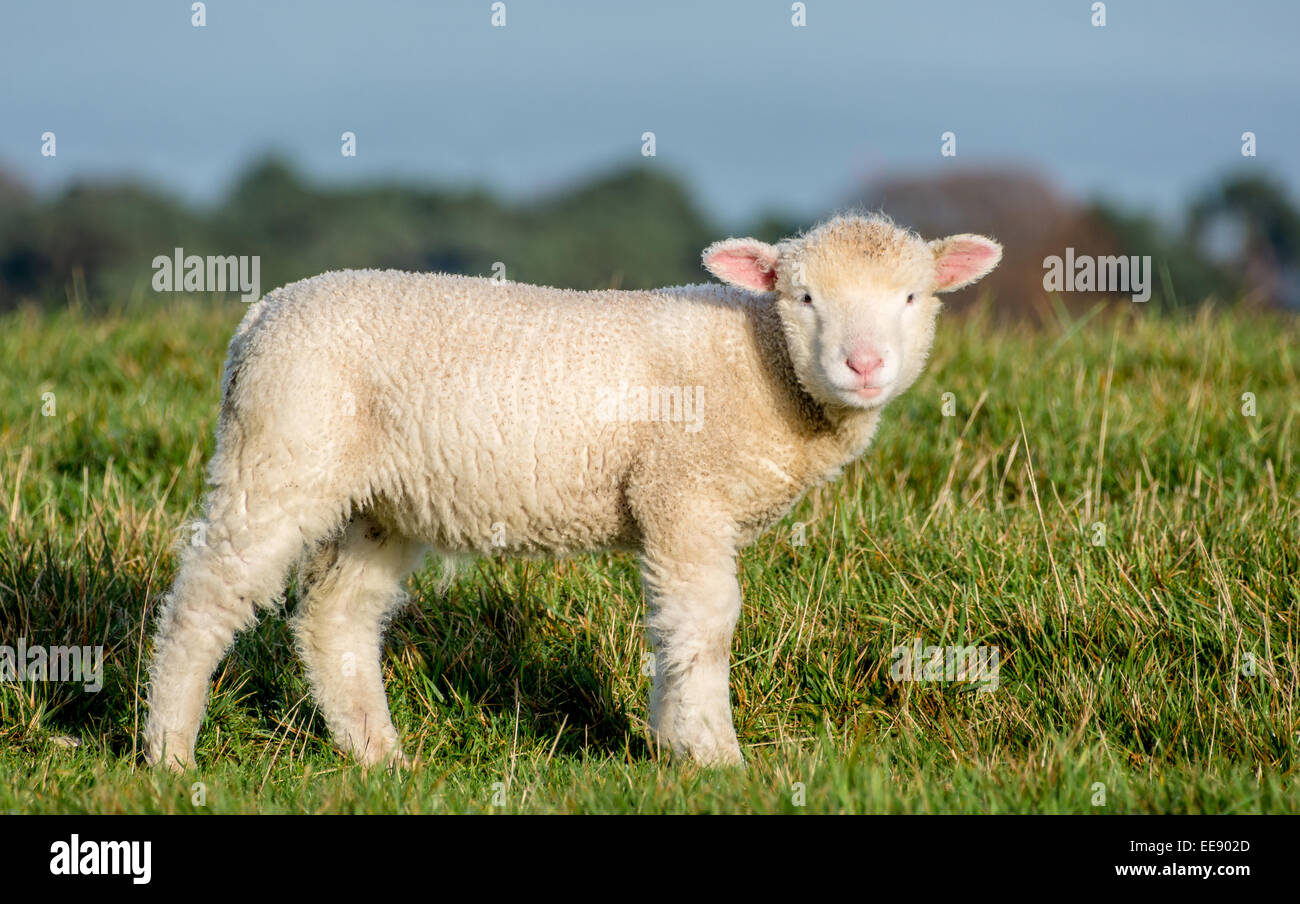 Studland Bay près de l'agneau Banque D'Images