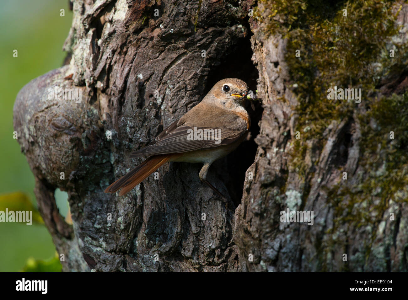 (Commun) Phoenicurus phoenicurus rougequeue eurasienne [], Gartenrotschwanz, Allemagne Banque D'Images