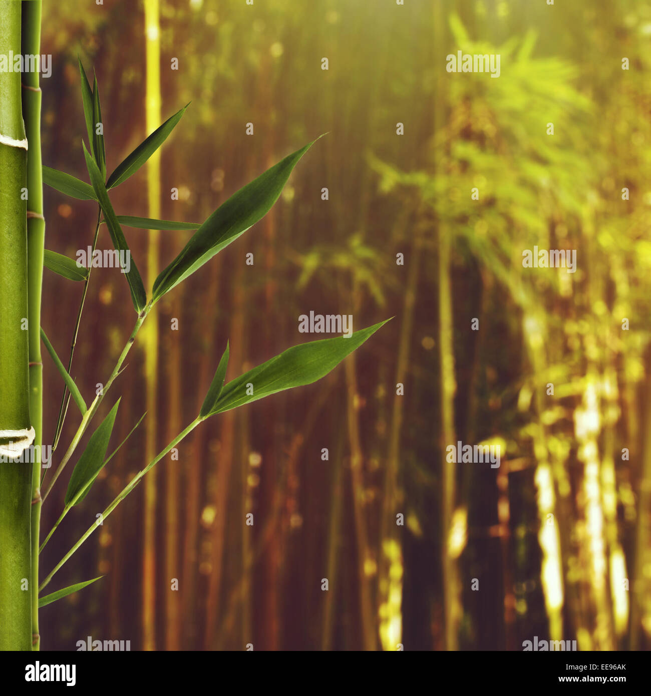 Été beauté journée dans la forêt de bambous Banque D'Images