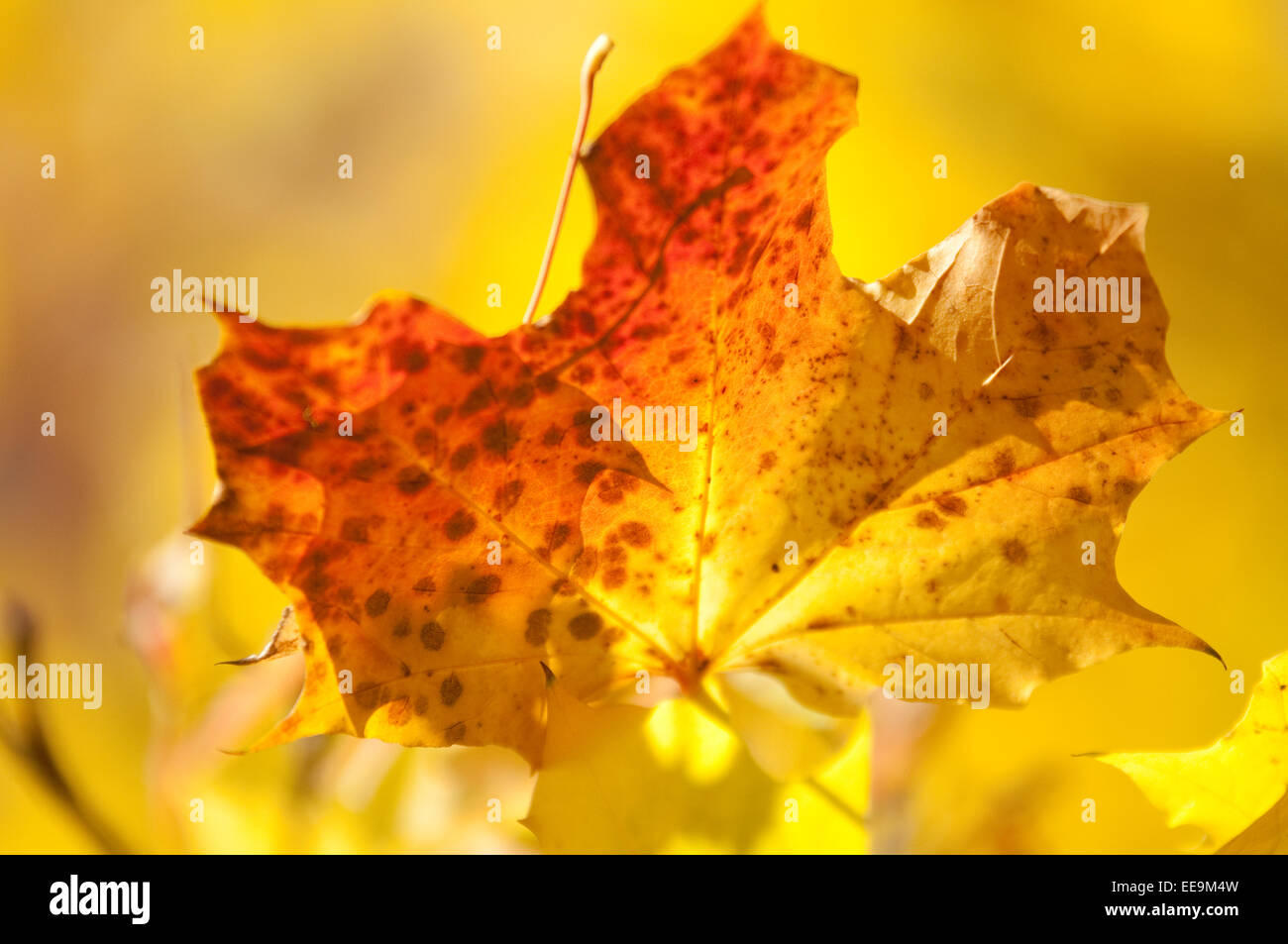 Close up of Golden Autumn Leaves. Banque D'Images