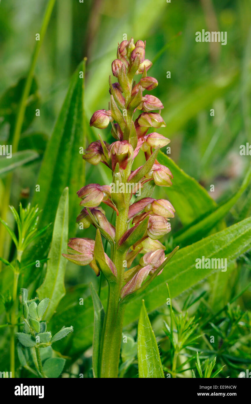 Frog - Orchidée Dactylorhiza viride croissant sur les Hébrides extérieures, de "machair" Banque D'Images