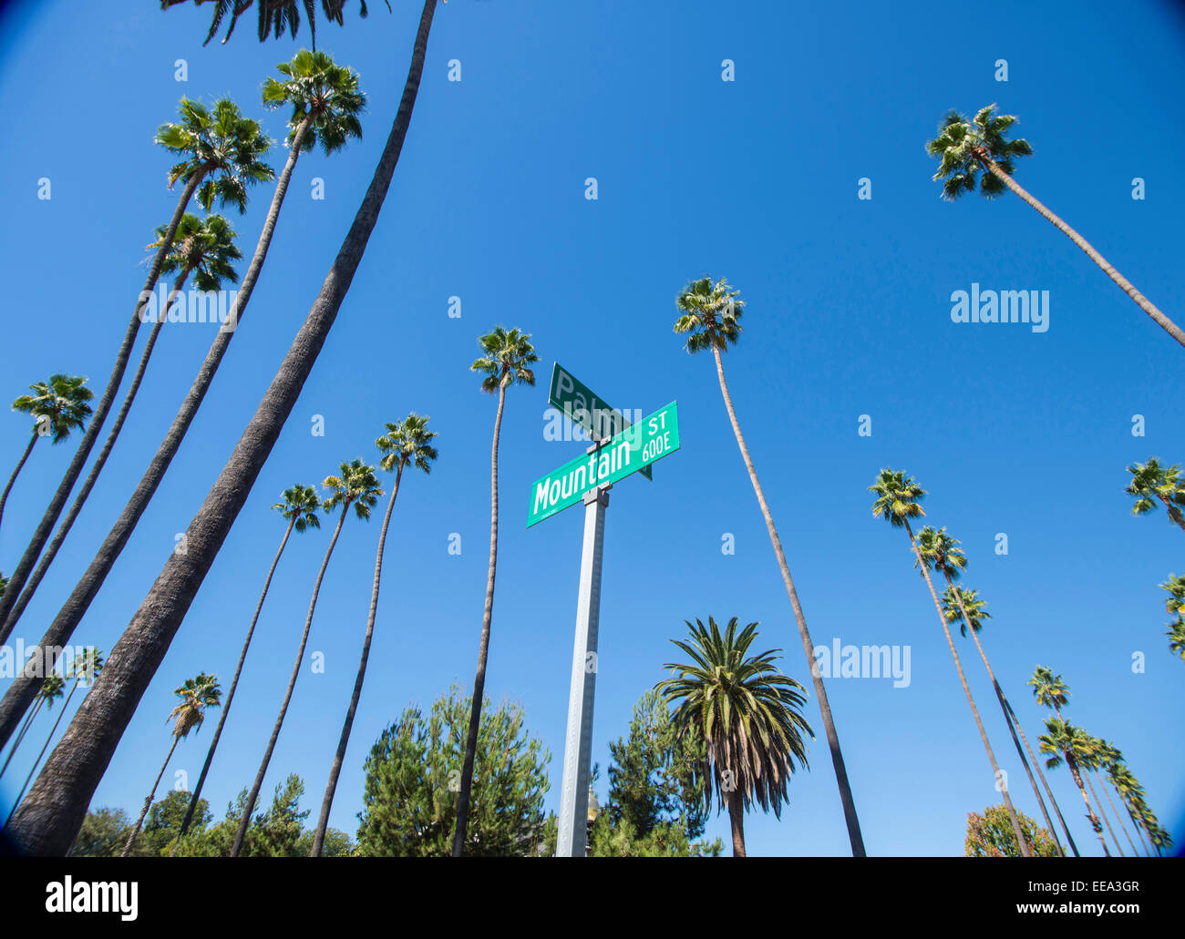 Pasadena, Californie, de hauts palmiers sur Palm Street. Banque D'Images