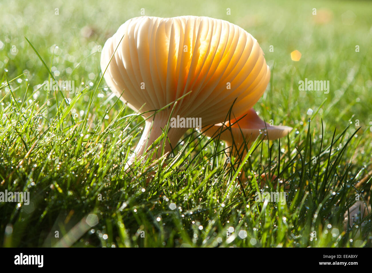 ( Hygrocybe chlorophana Waxcap doré) champignons poussant sur une pelouse d'un hotel à Devon, Angleterre, Royaume-Uni. Banque D'Images