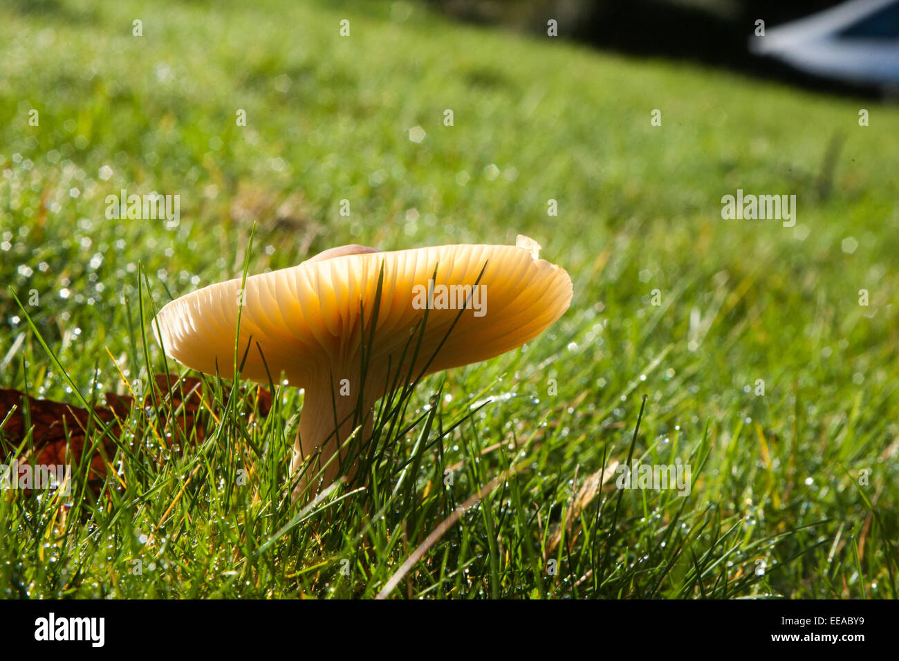 ( Hygrocybe chlorophana Waxcap doré) champignons poussant sur une pelouse d'un hotel à Devon, Angleterre, Royaume-Uni. Banque D'Images