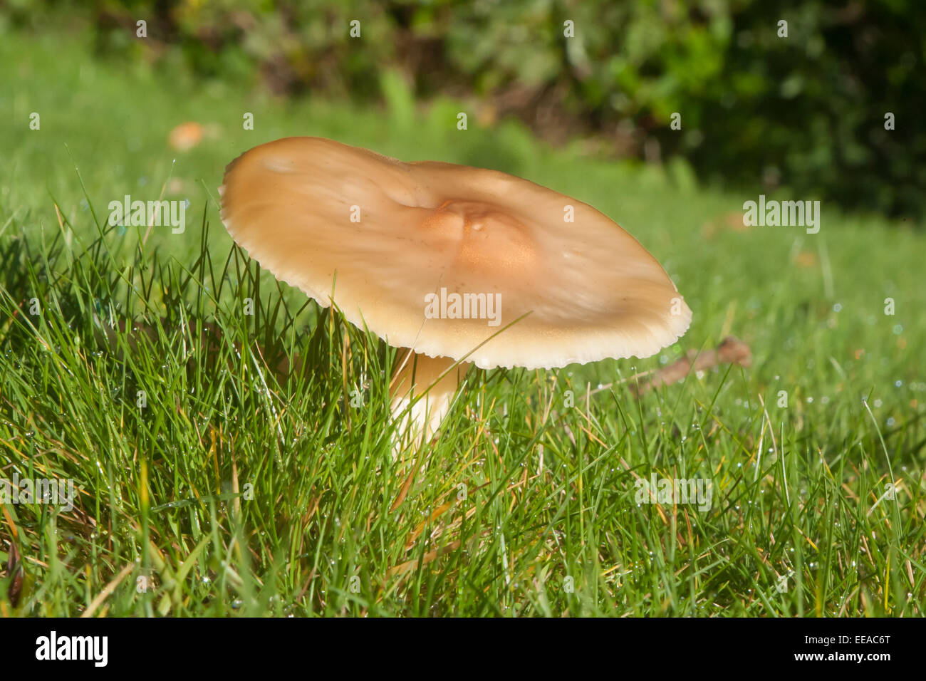 ( Hygrocybe chlorophana Waxcap doré) champignons poussant sur une pelouse d'un hotel à Devon, Angleterre, Royaume-Uni. Banque D'Images