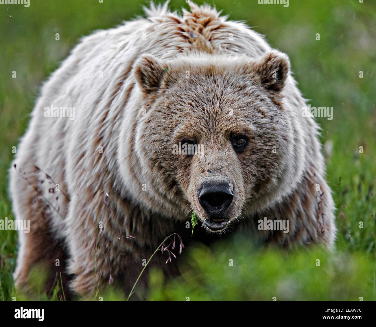Un grizzly dans le parc national Denali en Alaska Banque D'Images