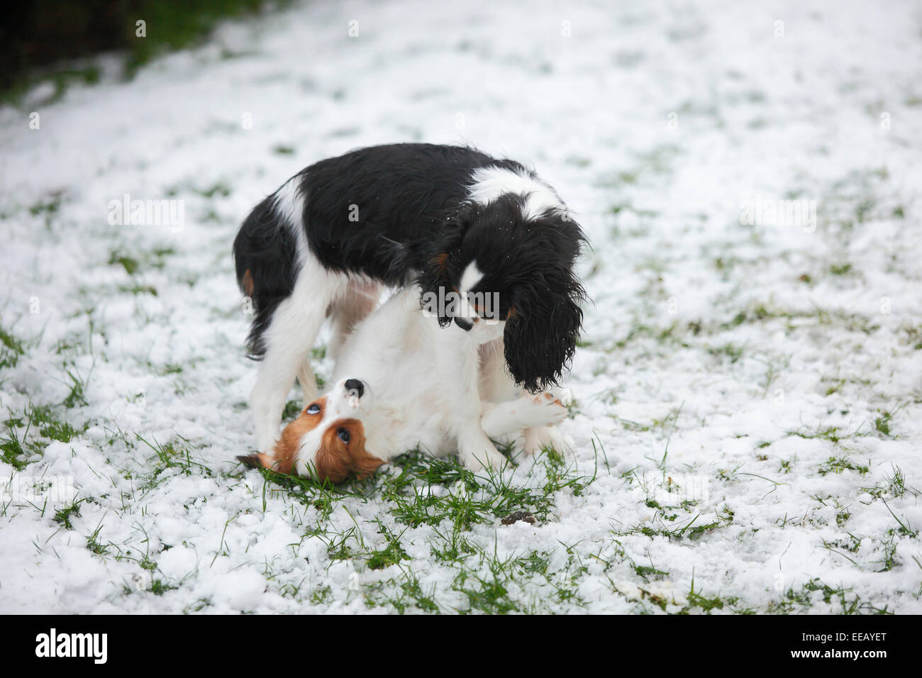 Cavalier King Charles Spaniel puppy, 4 1/2 mois, et Kooikerhondje, minet, 10 semaines|Cavalier King Charles Spaniel, Welpe, 41 Banque D'Images