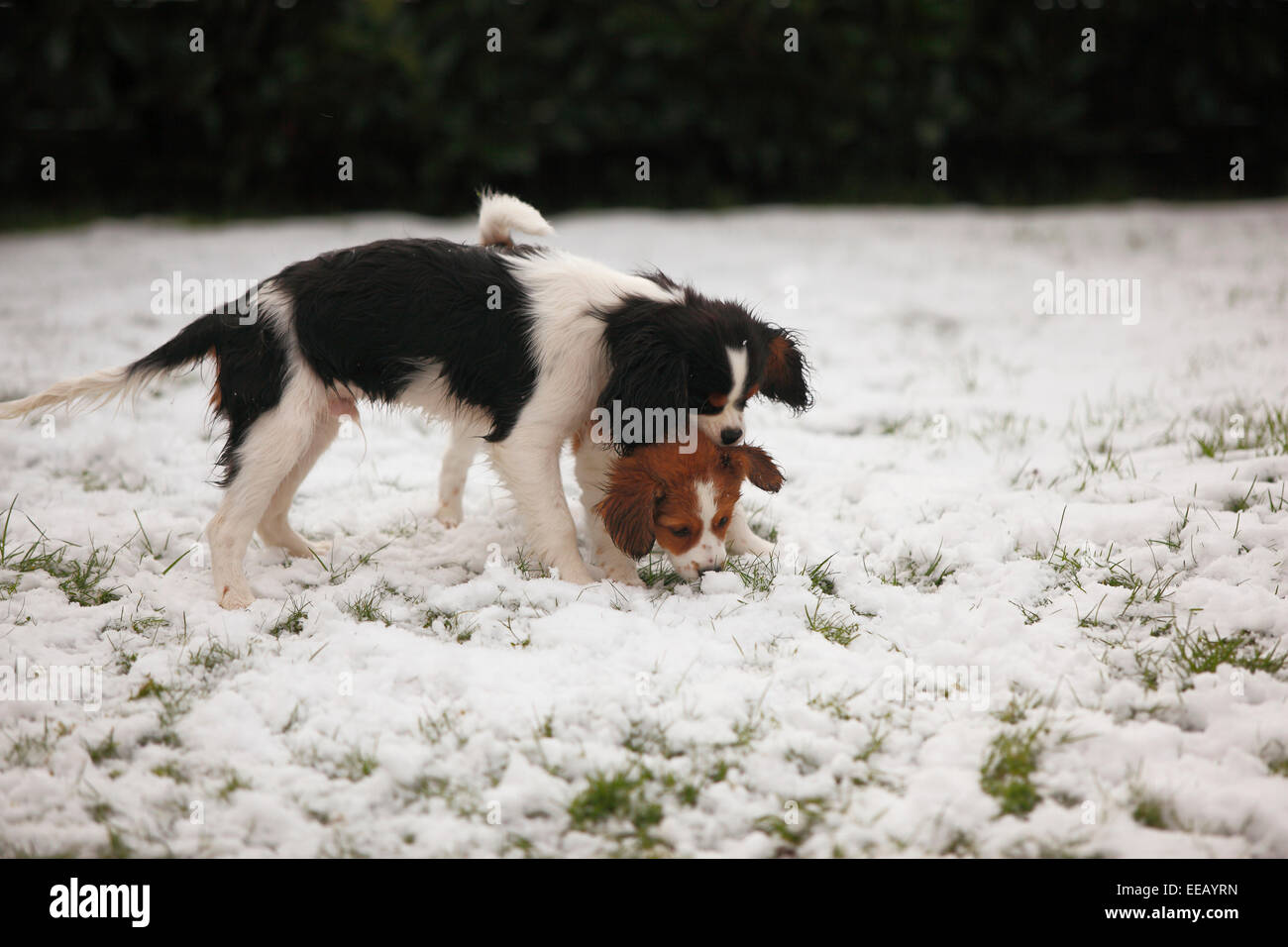 Cavalier King Charles Spaniel puppy, 4 1/2 mois, et Kooikerhondje, minet, 10 semaines|Cavalier King Charles Spaniel, Welpe, 41 Banque D'Images