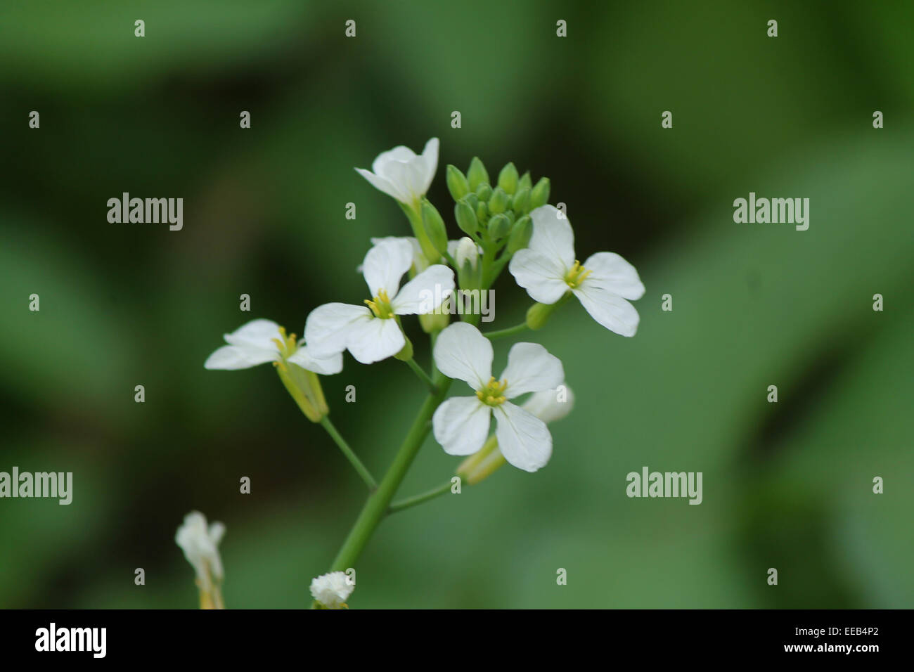 Petites fleurs Banque D'Images