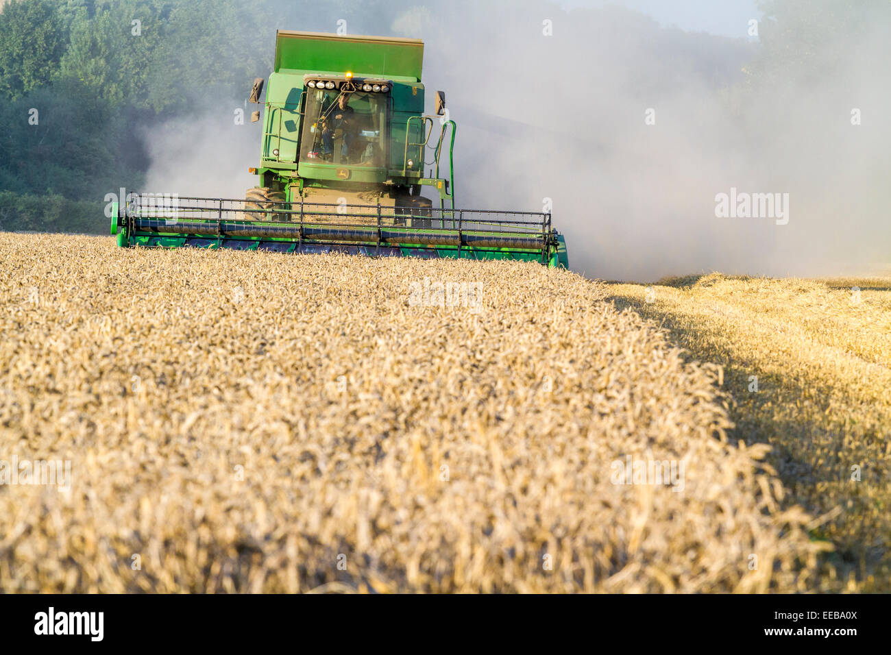 Moissonneuse-batteuse, la récolte d'un champ de blé, Burton Joyce, Lancashire, England, UK Banque D'Images