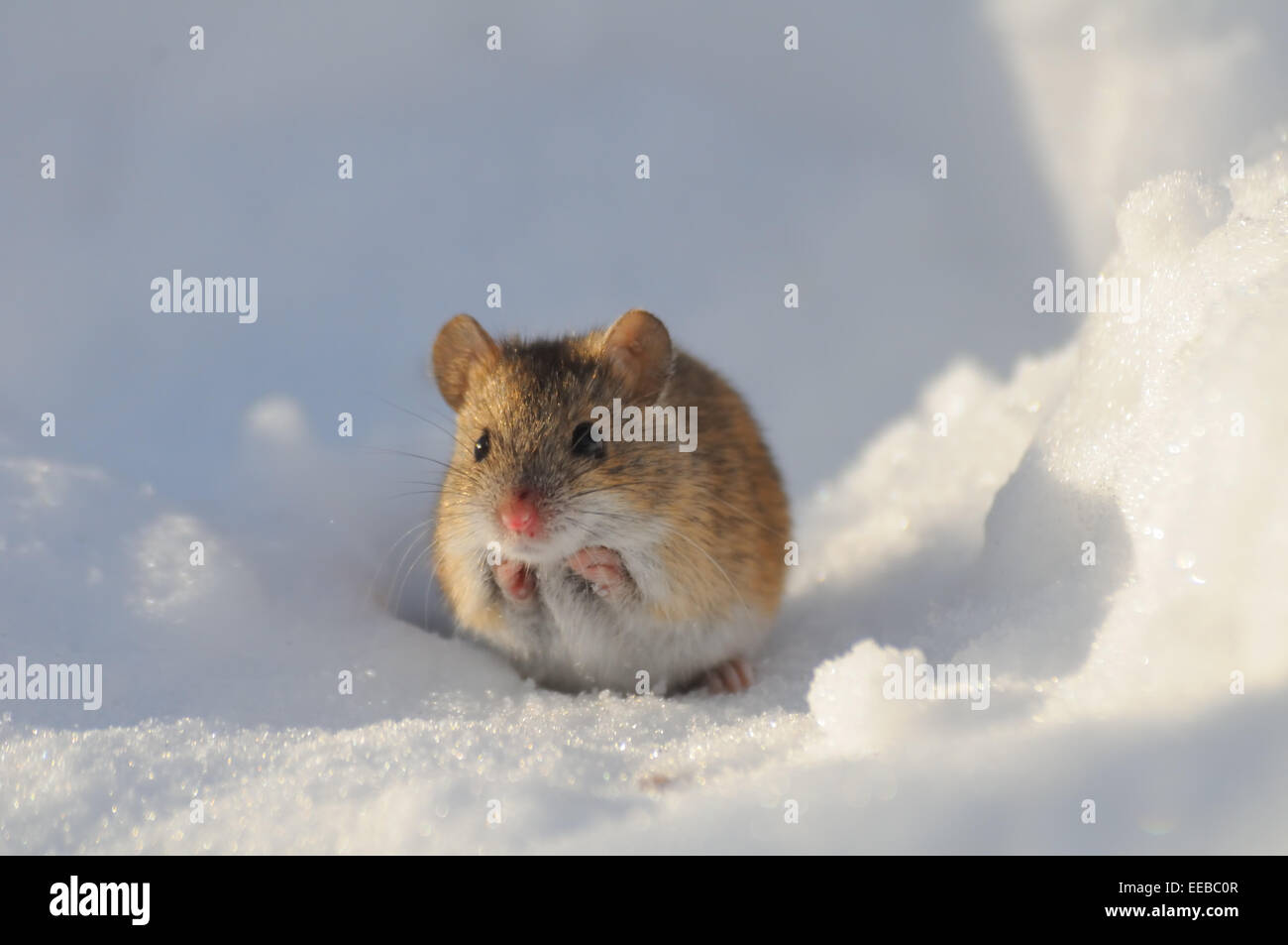 Rayé de la souris sur la neige d'hiver ensoleillée jour Banque D'Images