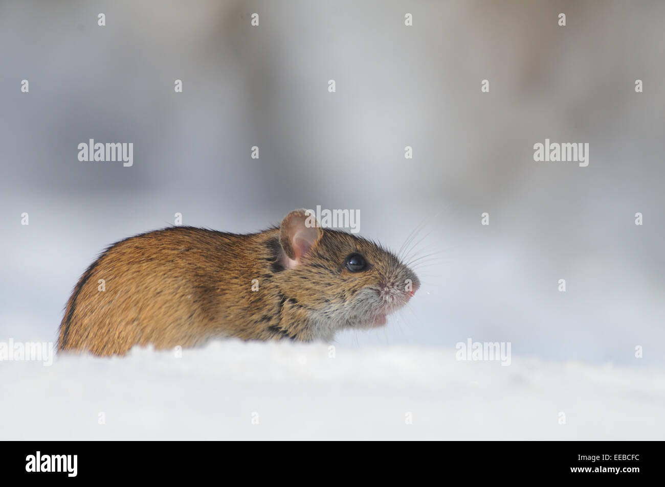 Rayé de la souris sur la neige d'hiver ensoleillée jour Banque D'Images