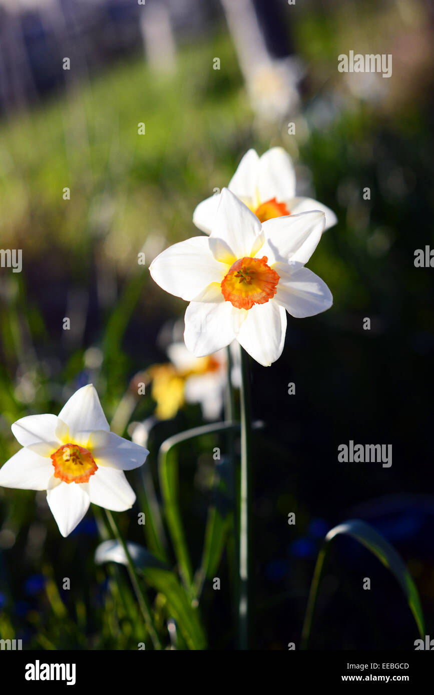 Jonquilles blanc un jour de printemps à Pâques. Banque D'Images
