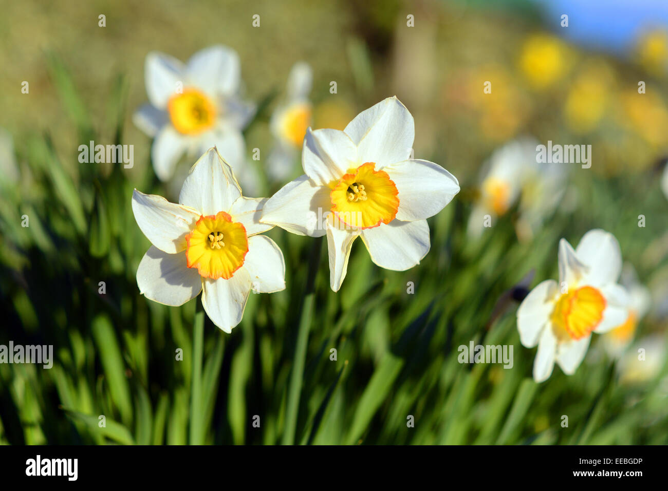 Jonquilles blanc un jour de printemps à Pâques. Banque D'Images