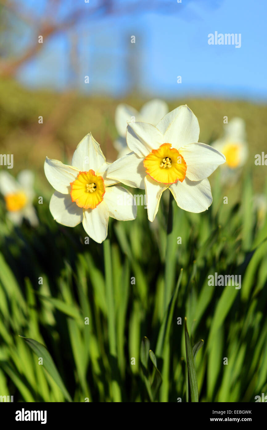 Jonquilles blanc un jour de printemps à Pâques. Banque D'Images