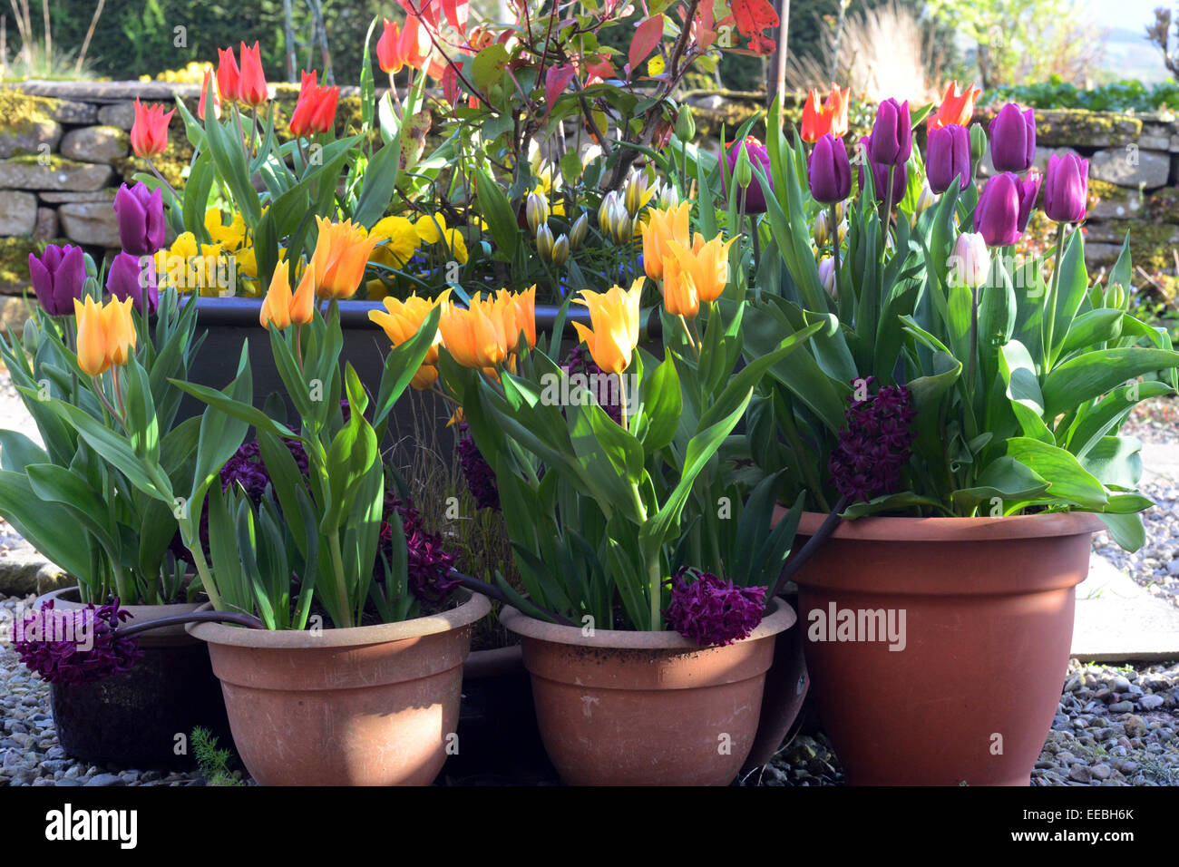 Les fleurs de printemps dans des pots sur une terrasse. Banque D'Images