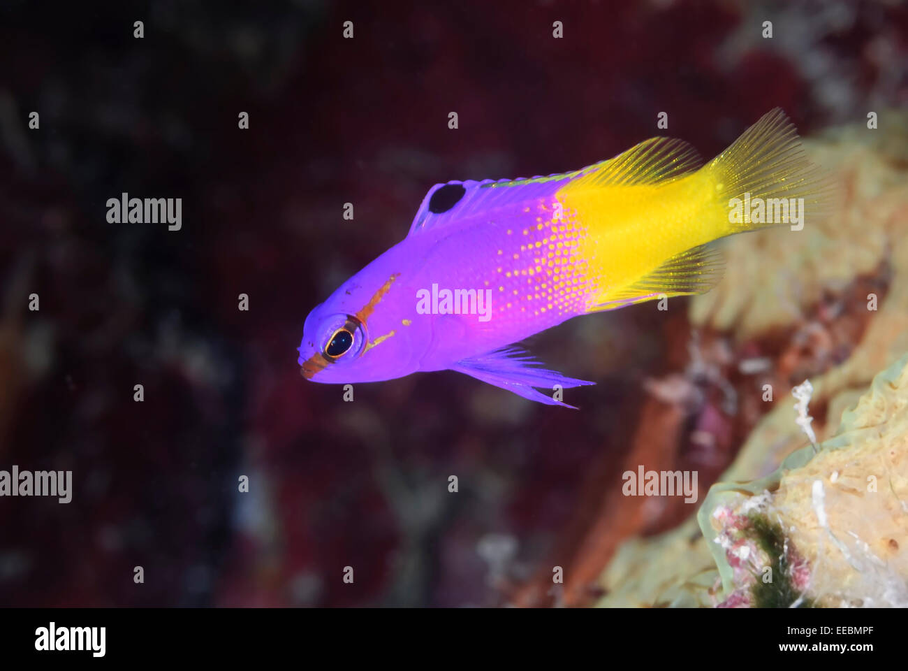 Fairy basslet, gramma Loreto, Bonaire, Antilles Caraïbes, Pays-Bas Banque D'Images