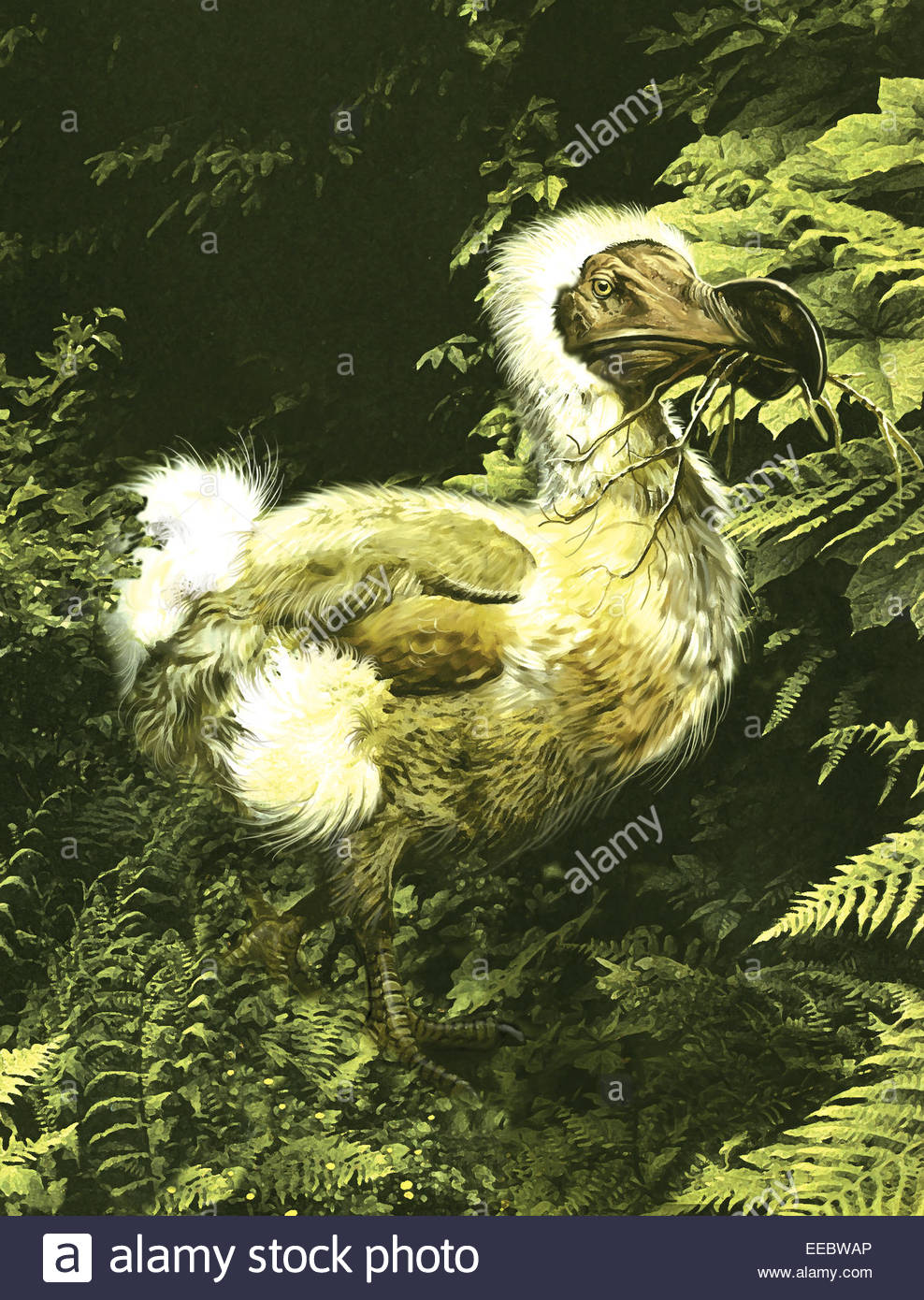 Un Gros Dodo Avec Brindille Dans La Bouche Le Dodo Est Un