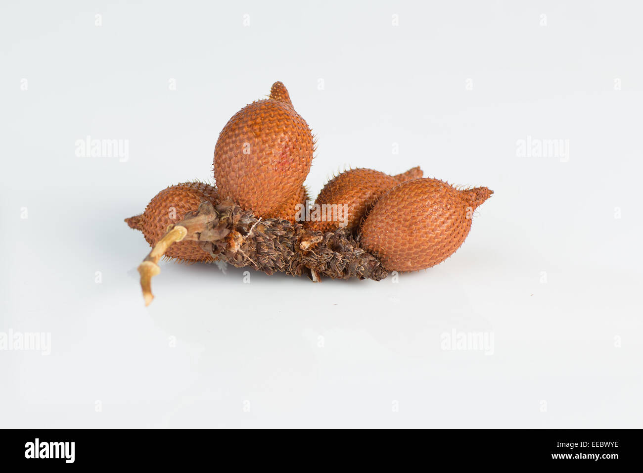 Salak,sala (Zalacca edulis Reinw.) isolé sur fond blanc Banque D'Images