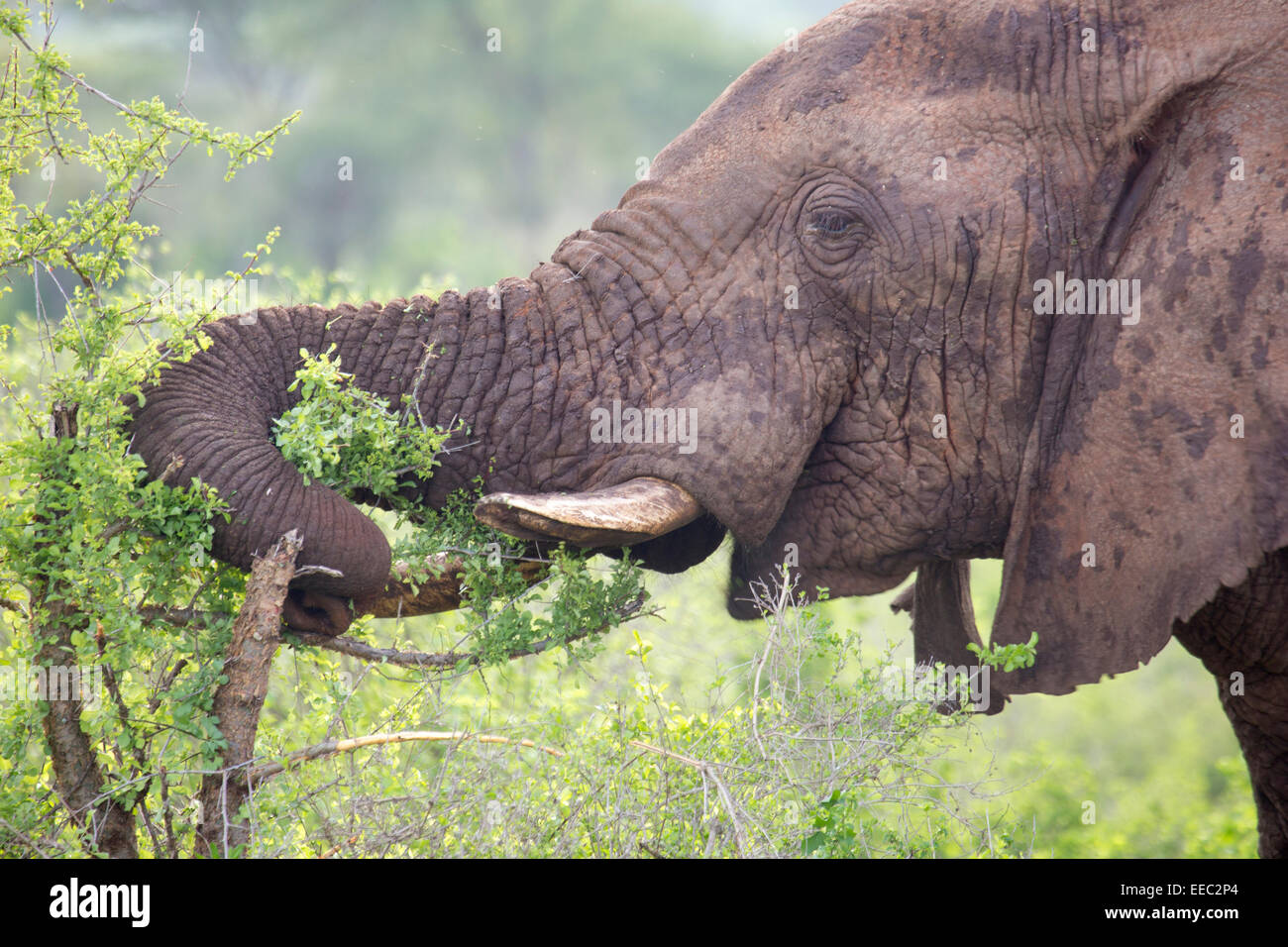 L'éléphant africain (Loxodonta africana) navigation Banque D'Images