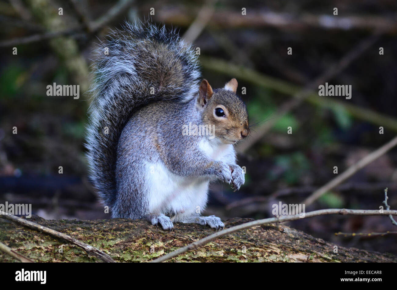 Un écureuil gris assis et manger UK Banque D'Images