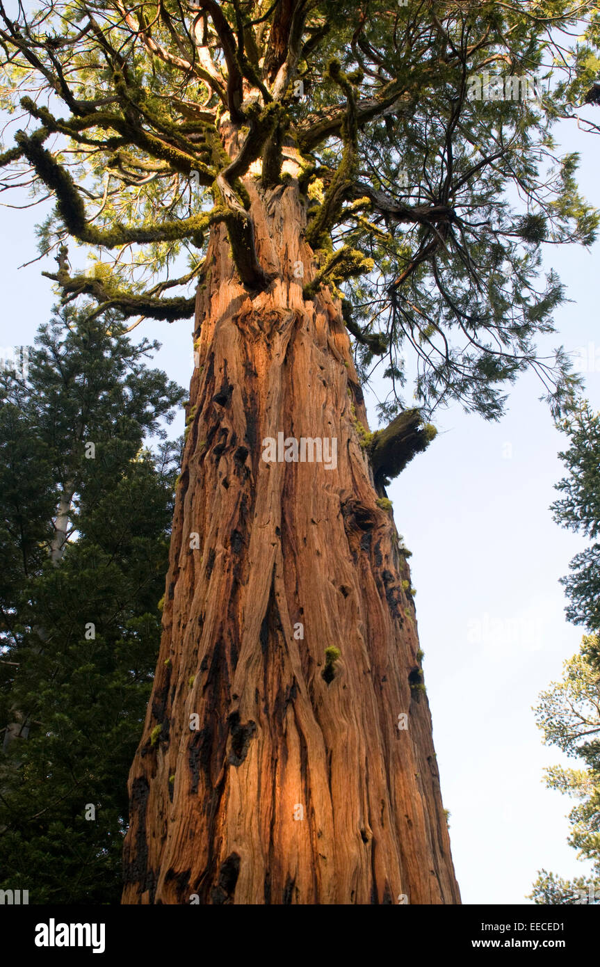 Le séquoia géant (Sequoiadendron giganteum séquoia géant, Sierra, bois rouge, bois rouge, Sierra ou Wellingtonia) Banque D'Images