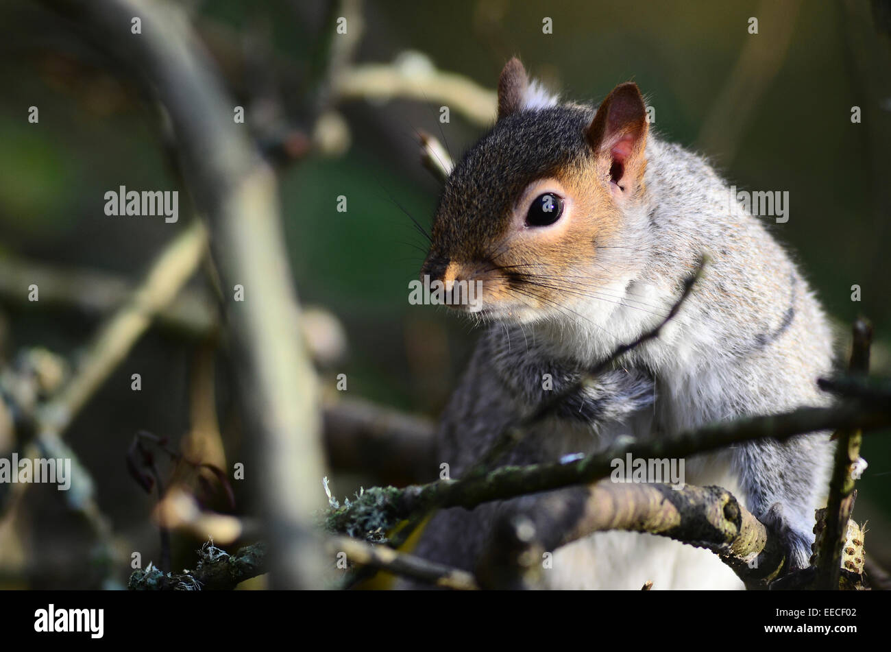 Un écureuil gris dans un arbre UK Banque D'Images