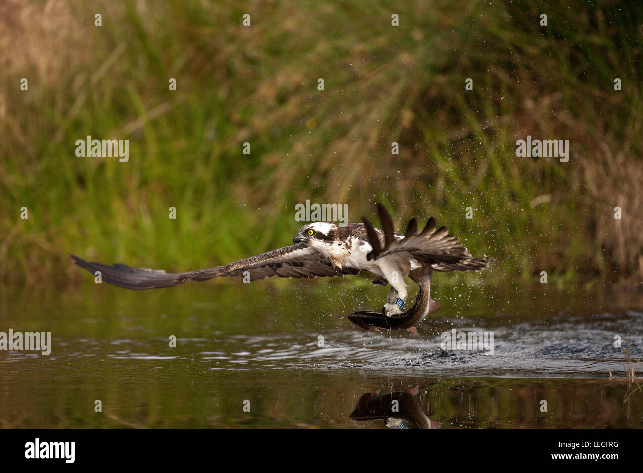 Osprey en vol avec une truite Banque D'Images