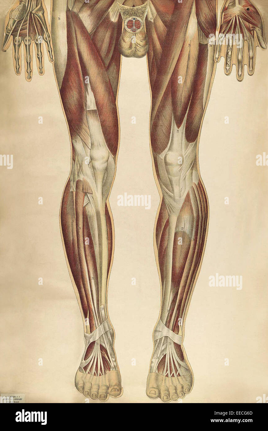 Le corps humain avec des plaques de couleur superposées, par Julien Bougle, vers 1899. Banque D'Images