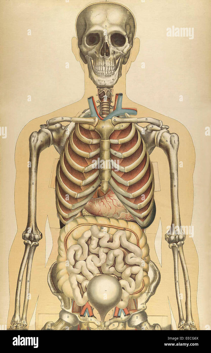 Le corps humain avec des plaques de couleur superposées, par Julien Bougle, vers 1899. Banque D'Images