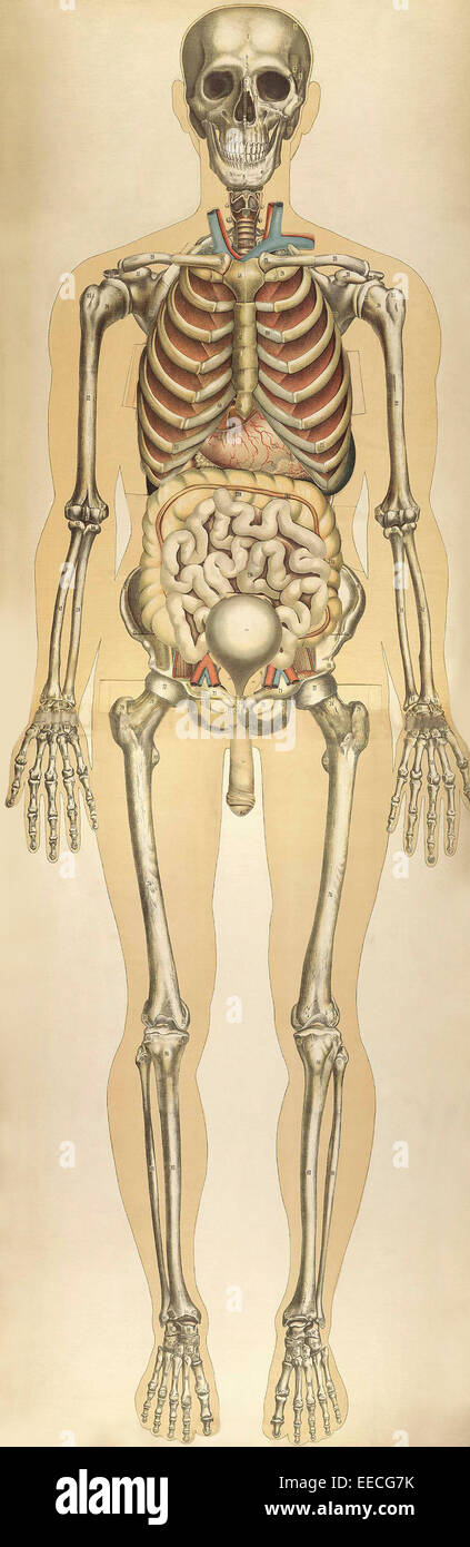 Le corps humain avec des plaques de couleur superposées, par Julien Bougle, vers 1899. Banque D'Images
