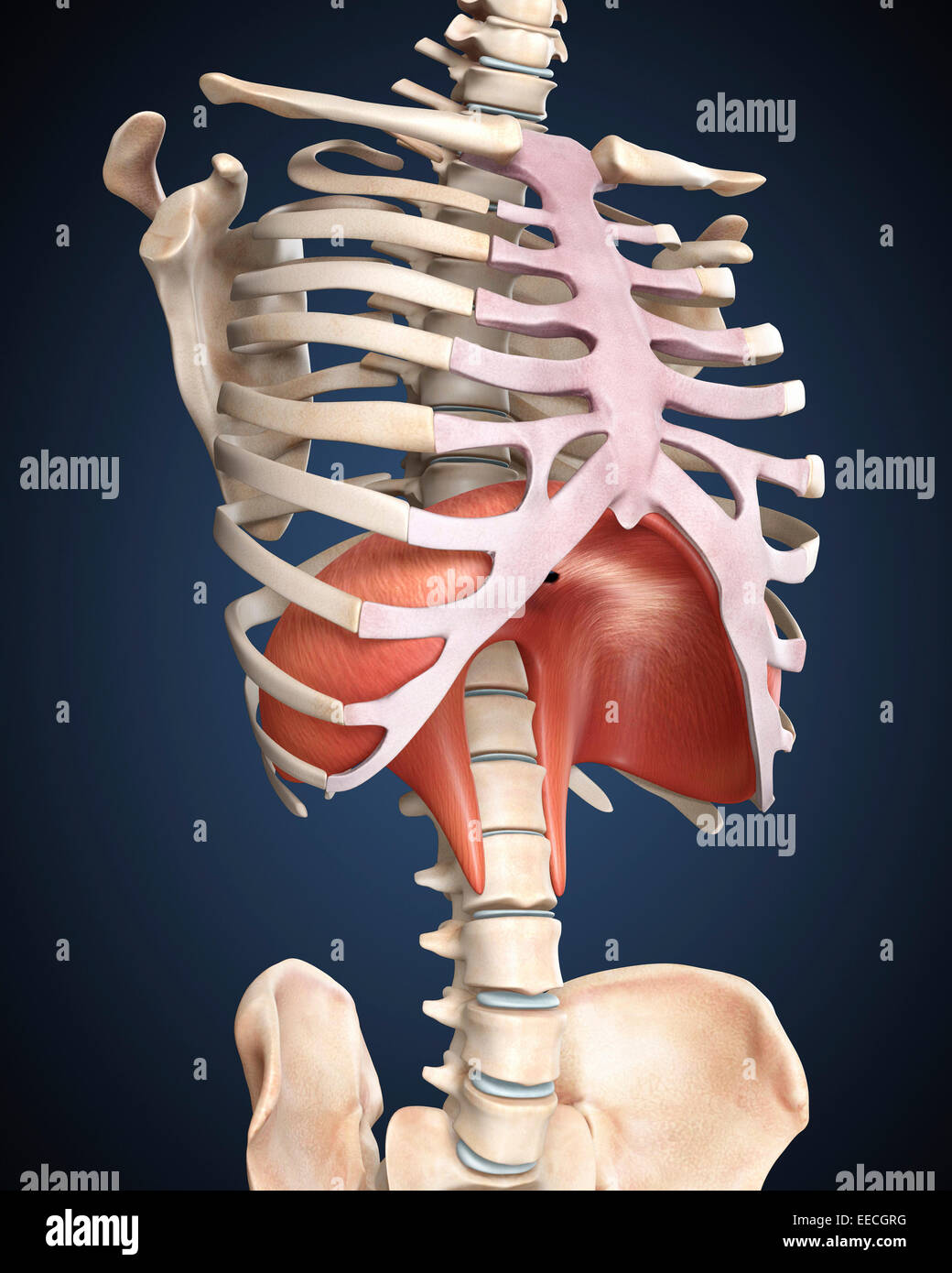 La visualisation de la membrane. Banque D'Images