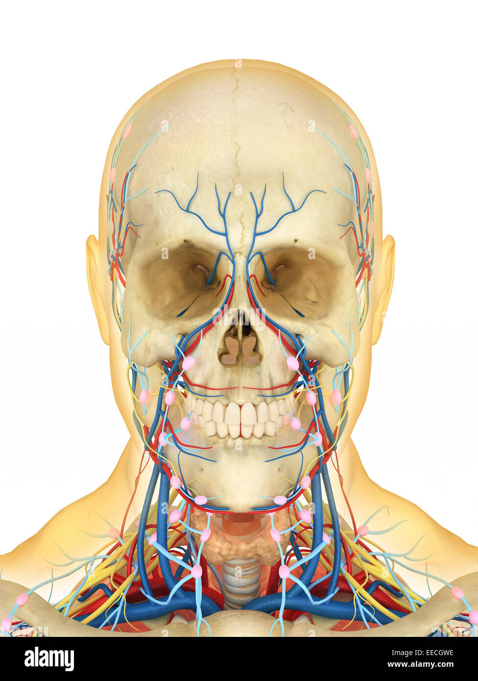 Visage humain et de la région du cou avec les pièces internes de la gorge, système nerveux, système lymphatique et le système circulatoire. Banque D'Images