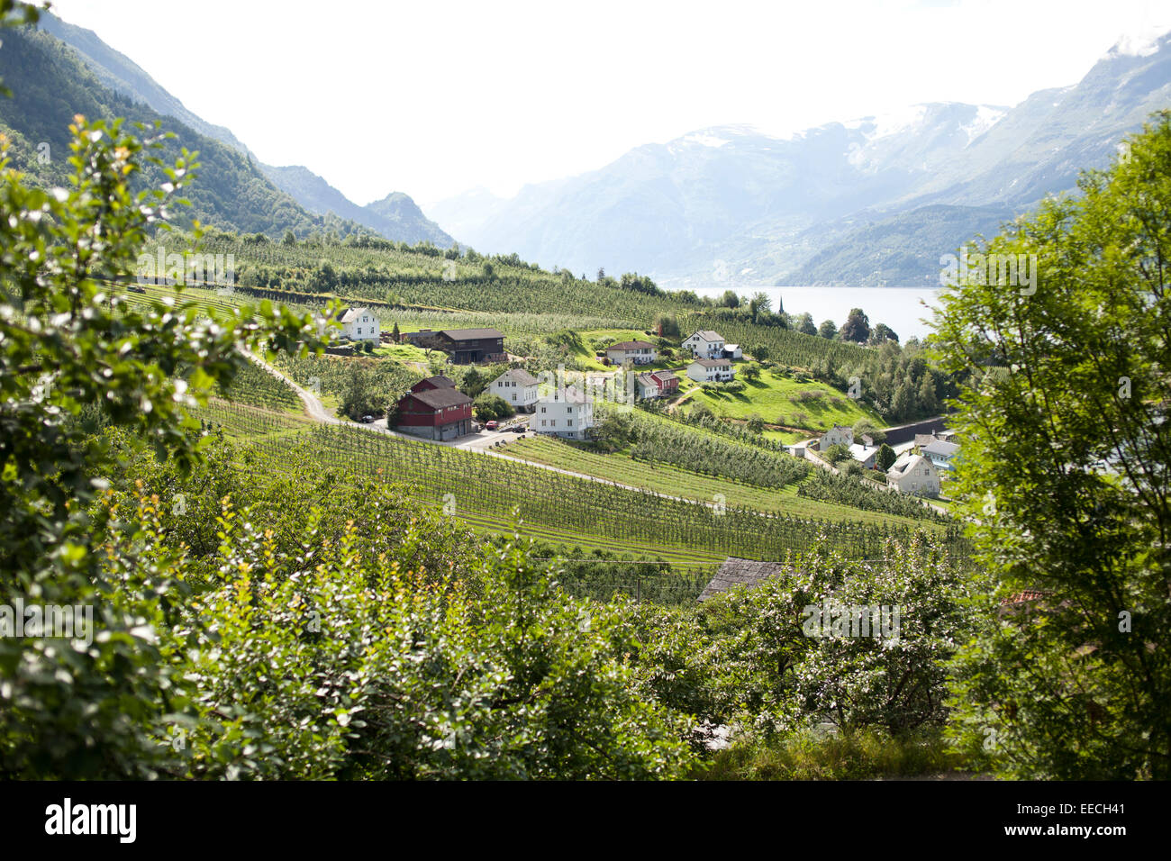 L'été en Norvège - fjord Hardanger Banque D'Images