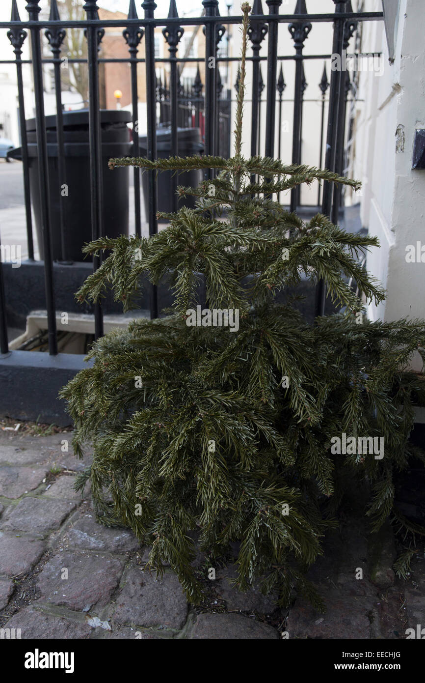 Noël est terminé. Les arbres de Noël à l'écart pour la collecte par le bac, les hommes jetés. déchets. Banque D'Images