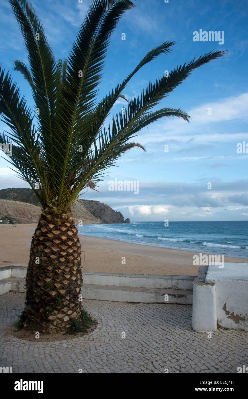 Palm tree beach front à Praia da Luz au Portugal Banque D'Images
