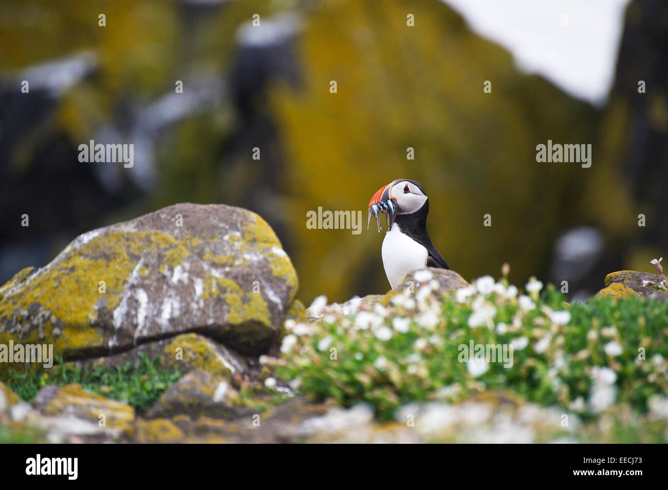 Une anguille de sable avec macareux sur l'île de mai, Fife sur la côte est de l'Ecosse au printemps Banque D'Images