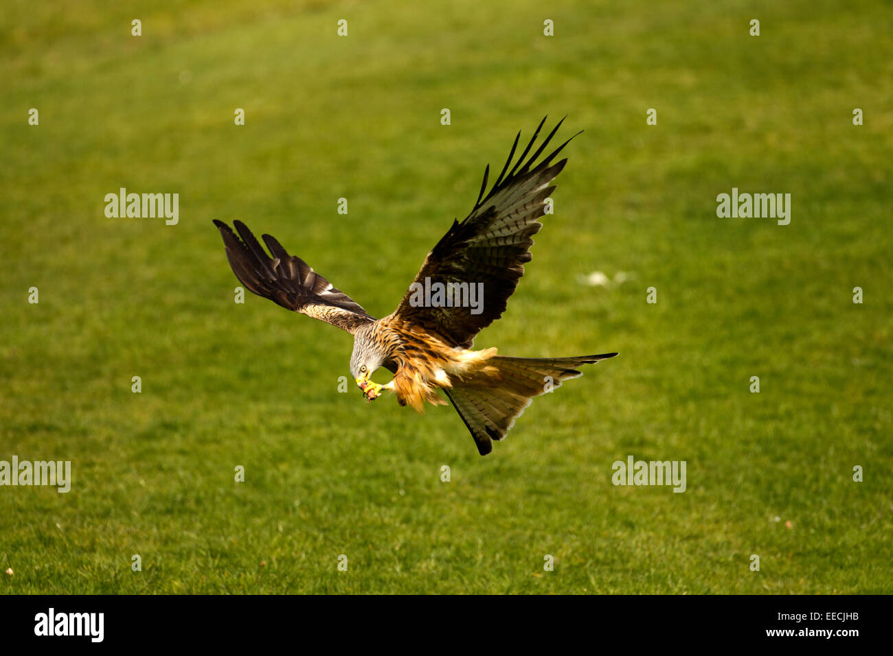 Red Kite feeding in flight Banque D'Images