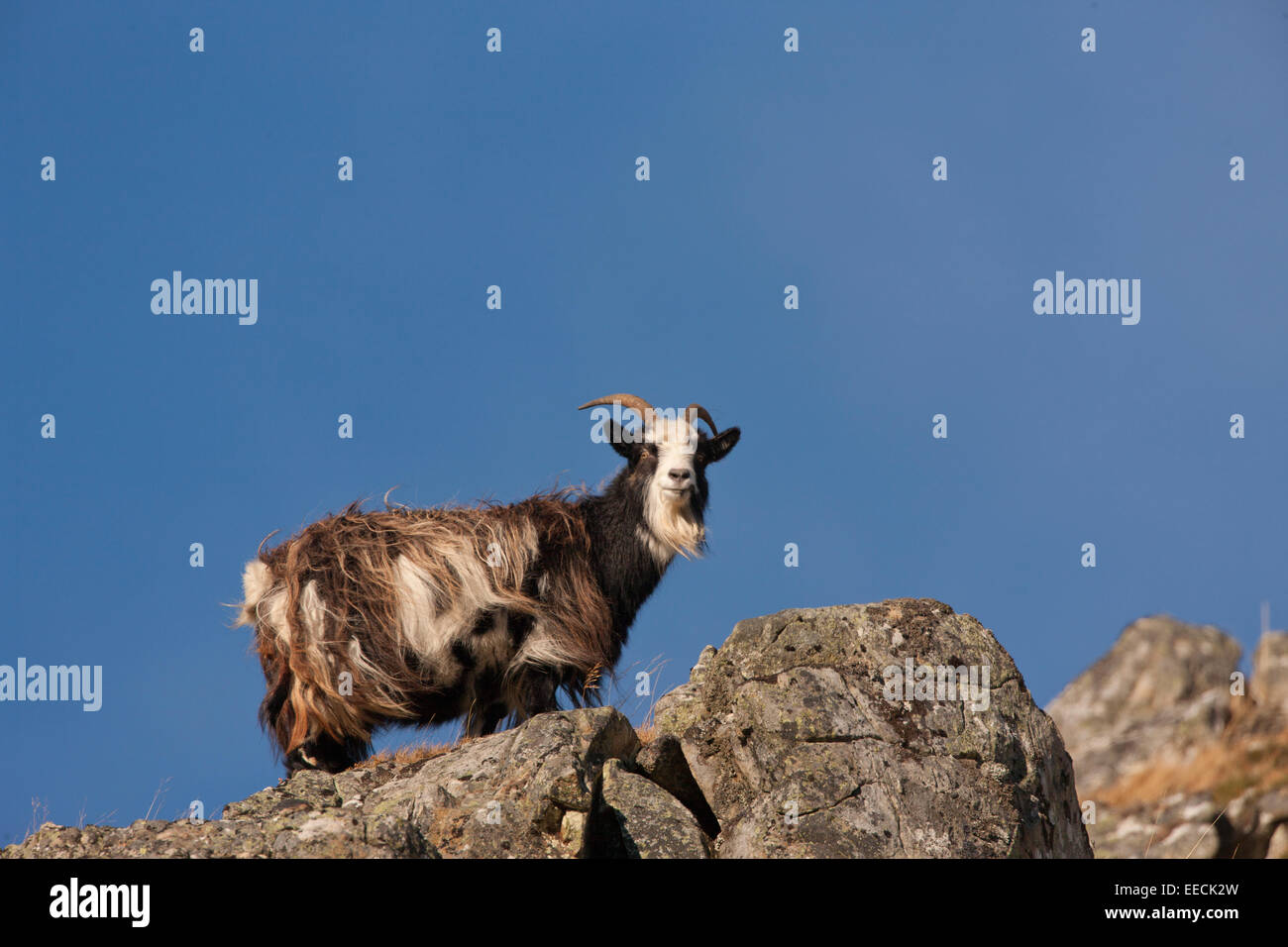Scotish Mountain Goat Banque D'Images