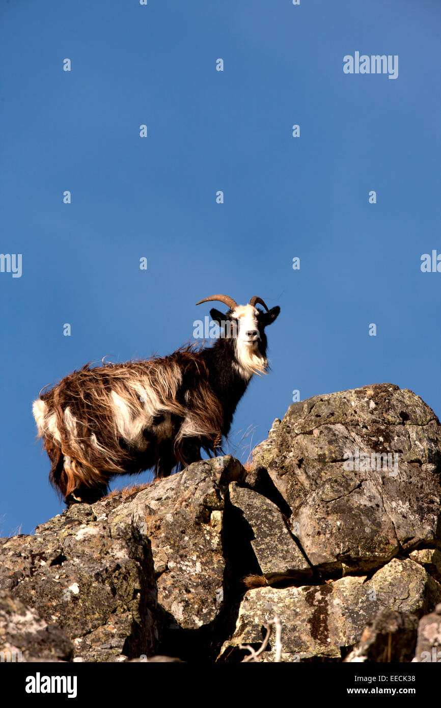 Scotish Mountain Goat Banque D'Images