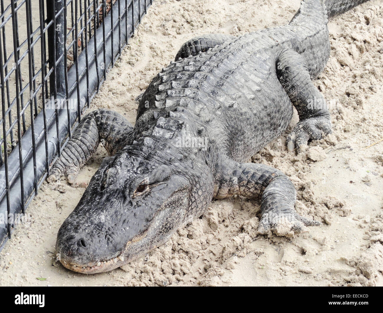 Grand crocodile sur le sable Banque D'Images