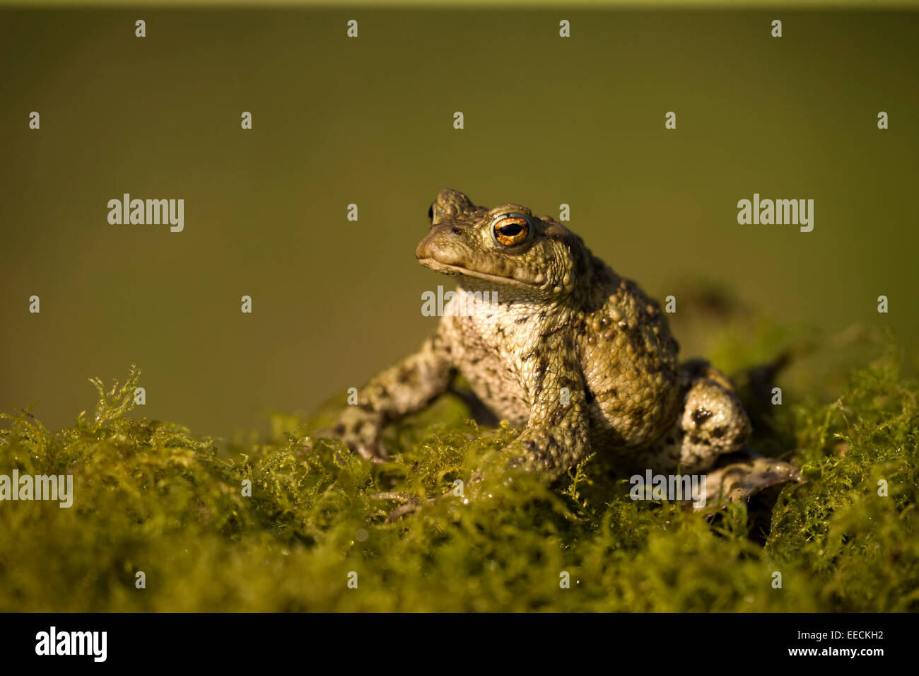 Un crapaud au repos Banque D'Images