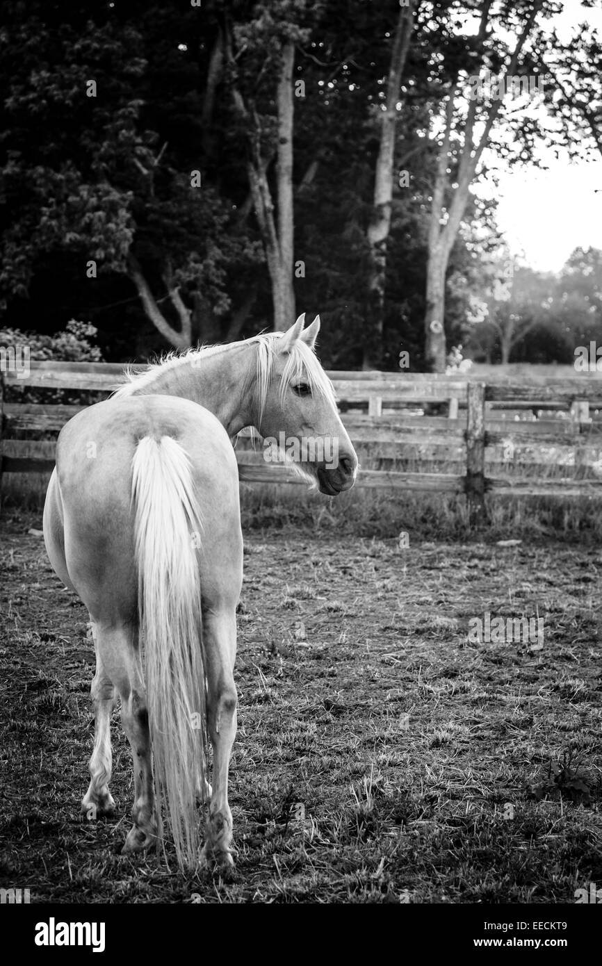 Horse debout près de la barrière au coucher du soleil Banque D'Images