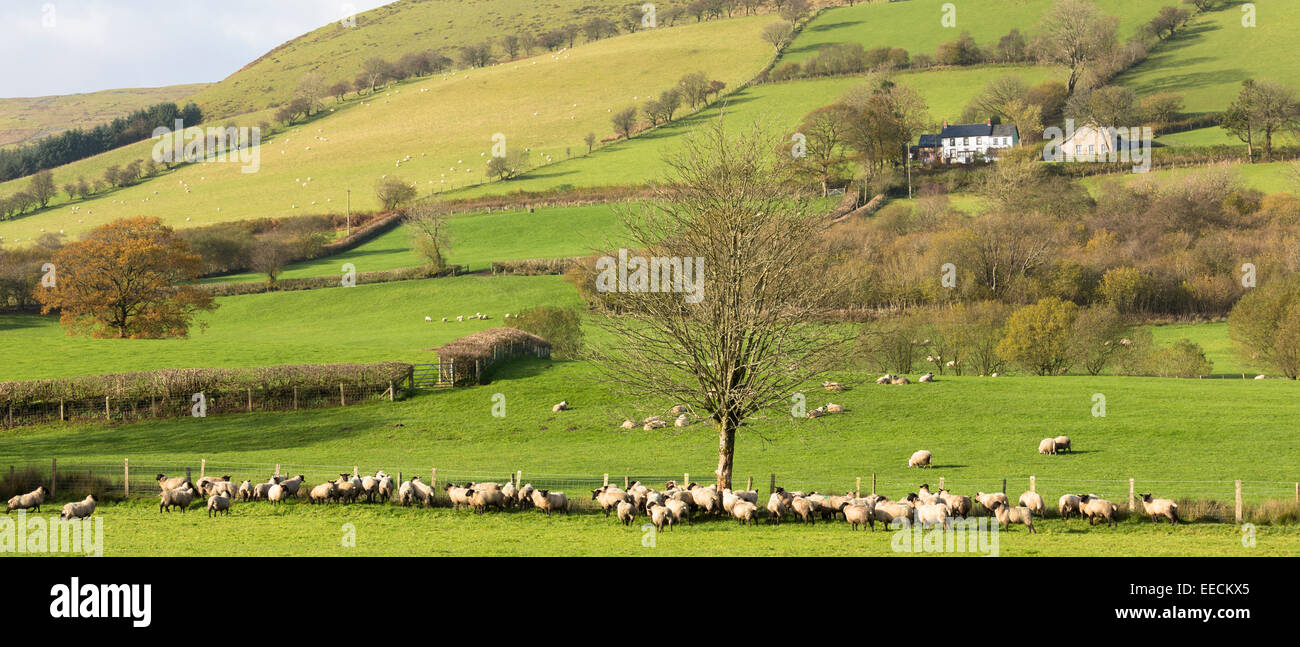 Les moutons et une colline située dans une vallée pittoresque dans les Brecon Beacons mountain range, Pays de Galles, Royaume-Uni Banque D'Images