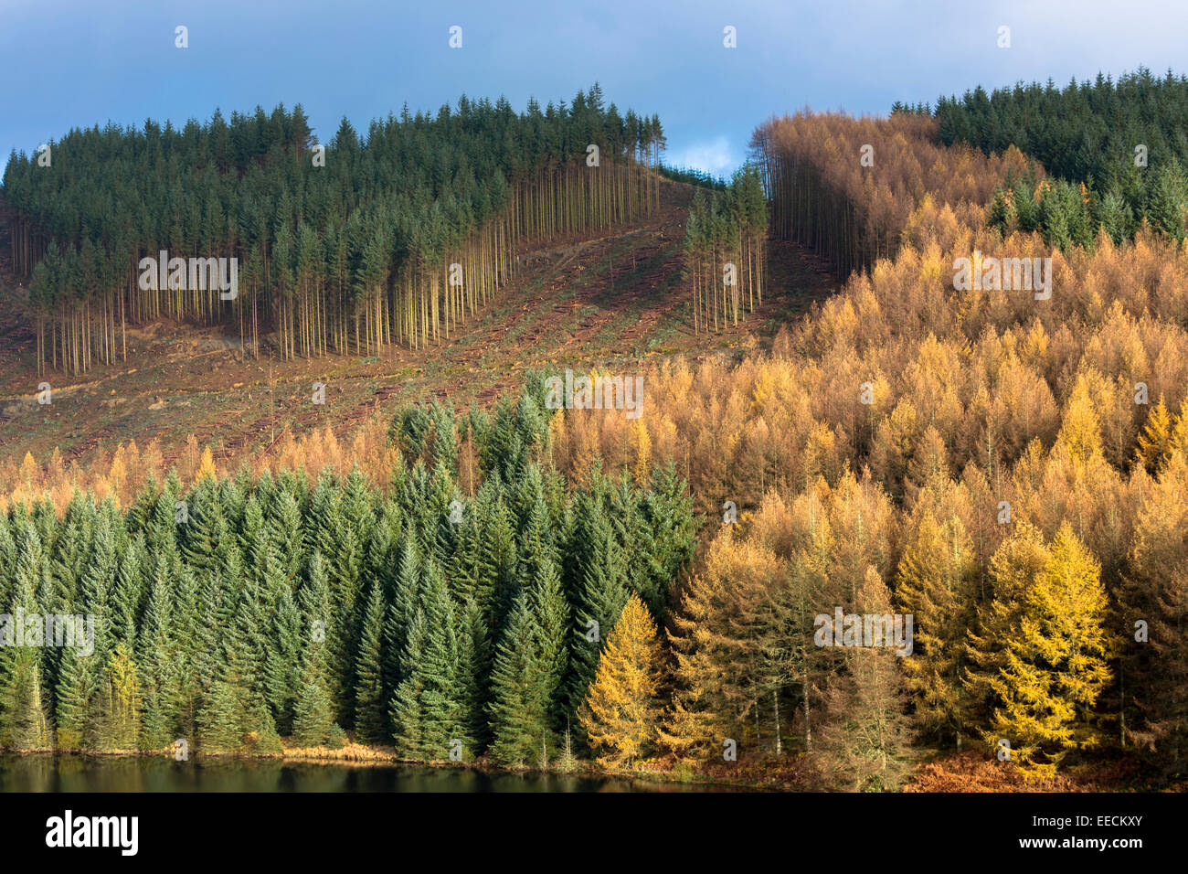 Grands mélèzes d'Europe, Larix decidua, dans la couleur de l'automne dans les forêts de conifères cultivés pour la production de bois de plantation forestière Banque D'Images