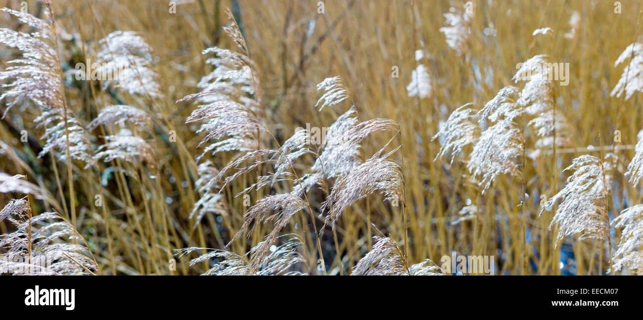 Les herbes dans le vent sur les marais dans le Somerset Levels Réserve Naturelle dans le sud de l'Angleterre, Royaume-Uni Banque D'Images