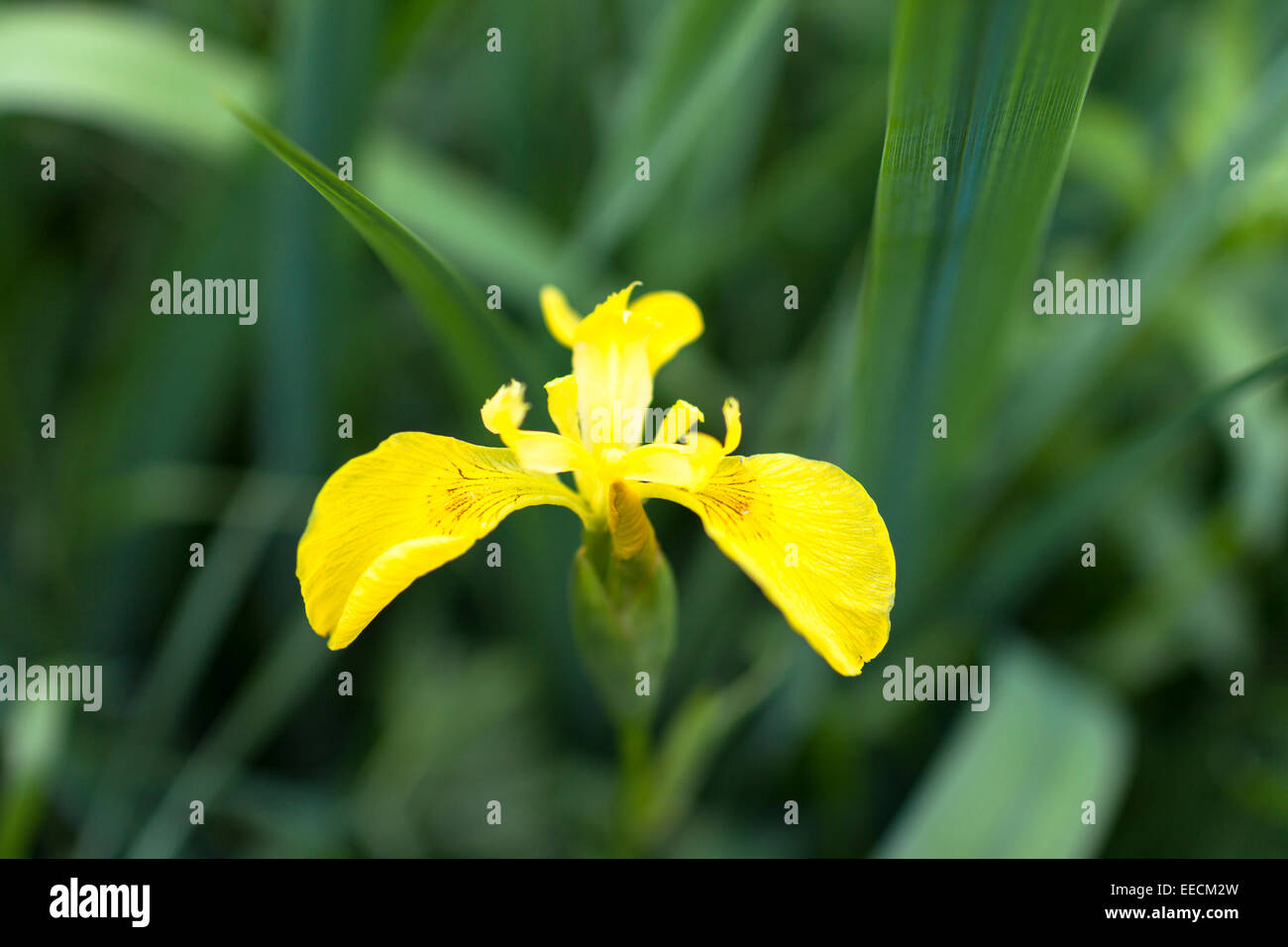 Iris jaune, Iris pseudacorus, Iridaceae plante étang marginal en fleur dans l'Oxfordshire, UK Banque D'Images