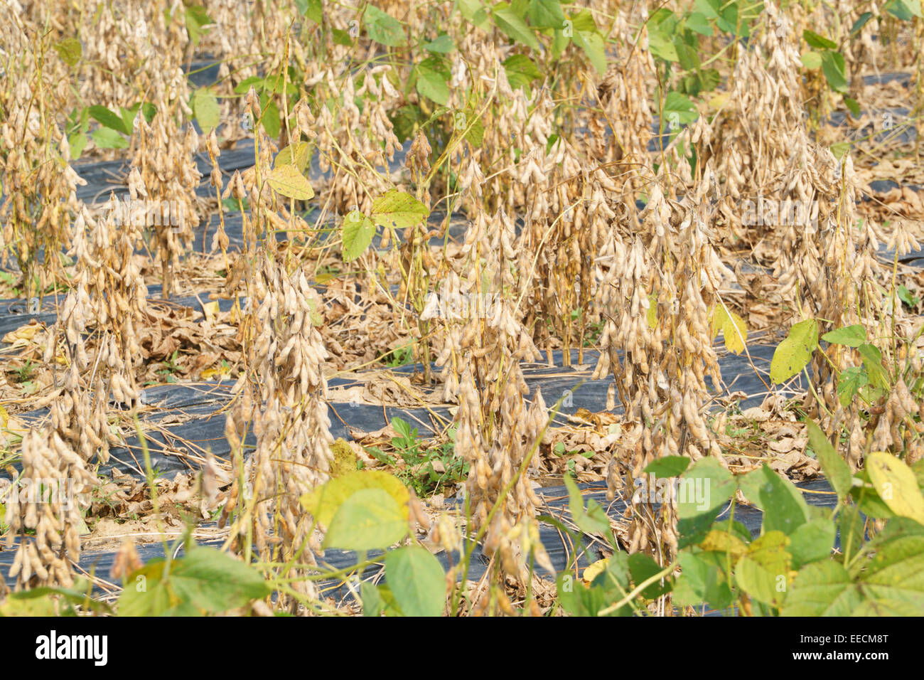 Plein de gros plan soybeens mûrir dans un champ agricole Banque D'Images
